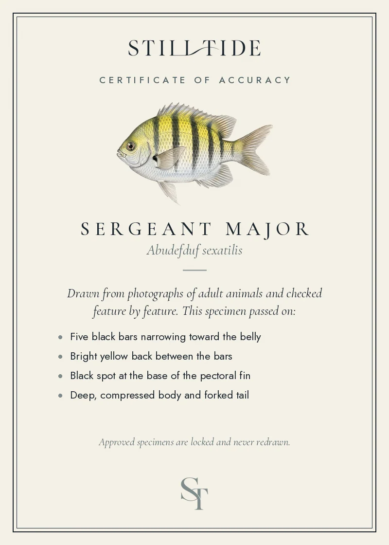 Certificate of accuracy for the Sergeant Major, listing each verified feature