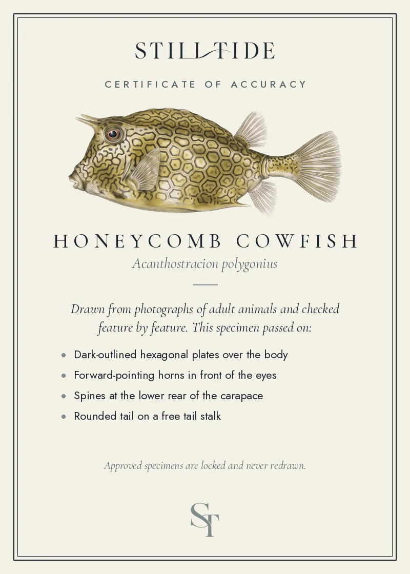 Certificate of accuracy for the Honeycomb Cowfish, listing each verified feature