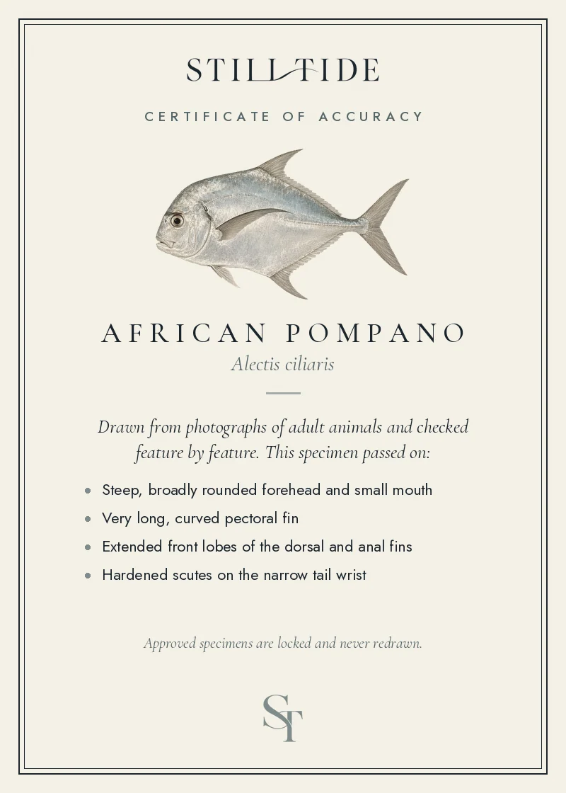 Certificate of accuracy for the African Pompano, listing each verified feature