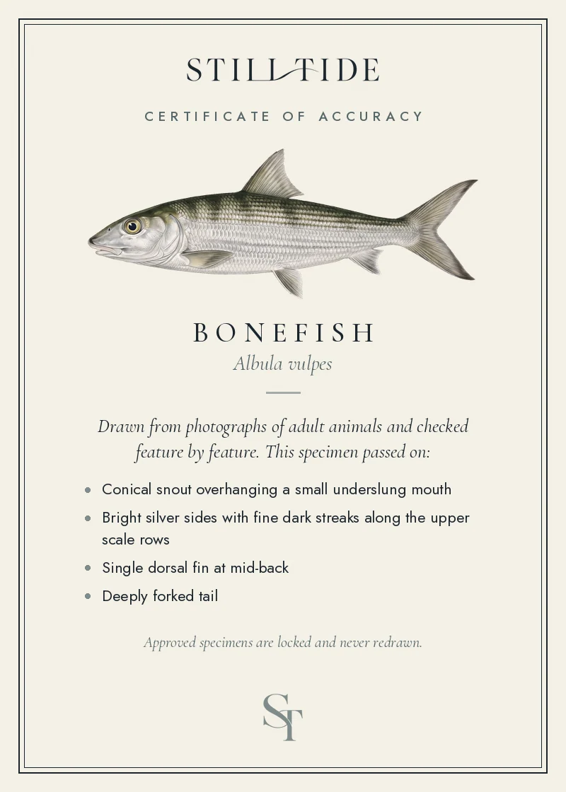 Certificate of accuracy for the Bonefish, listing each verified feature