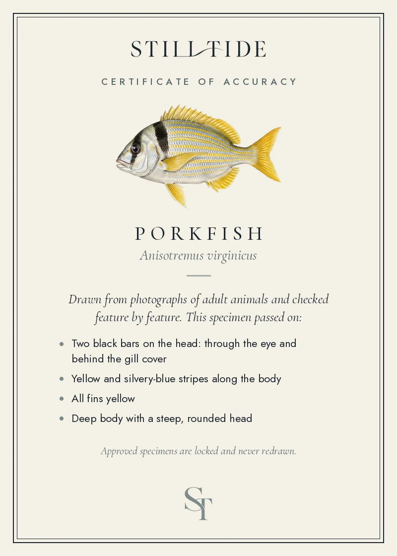 Certificate of accuracy for the Porkfish, listing each verified feature