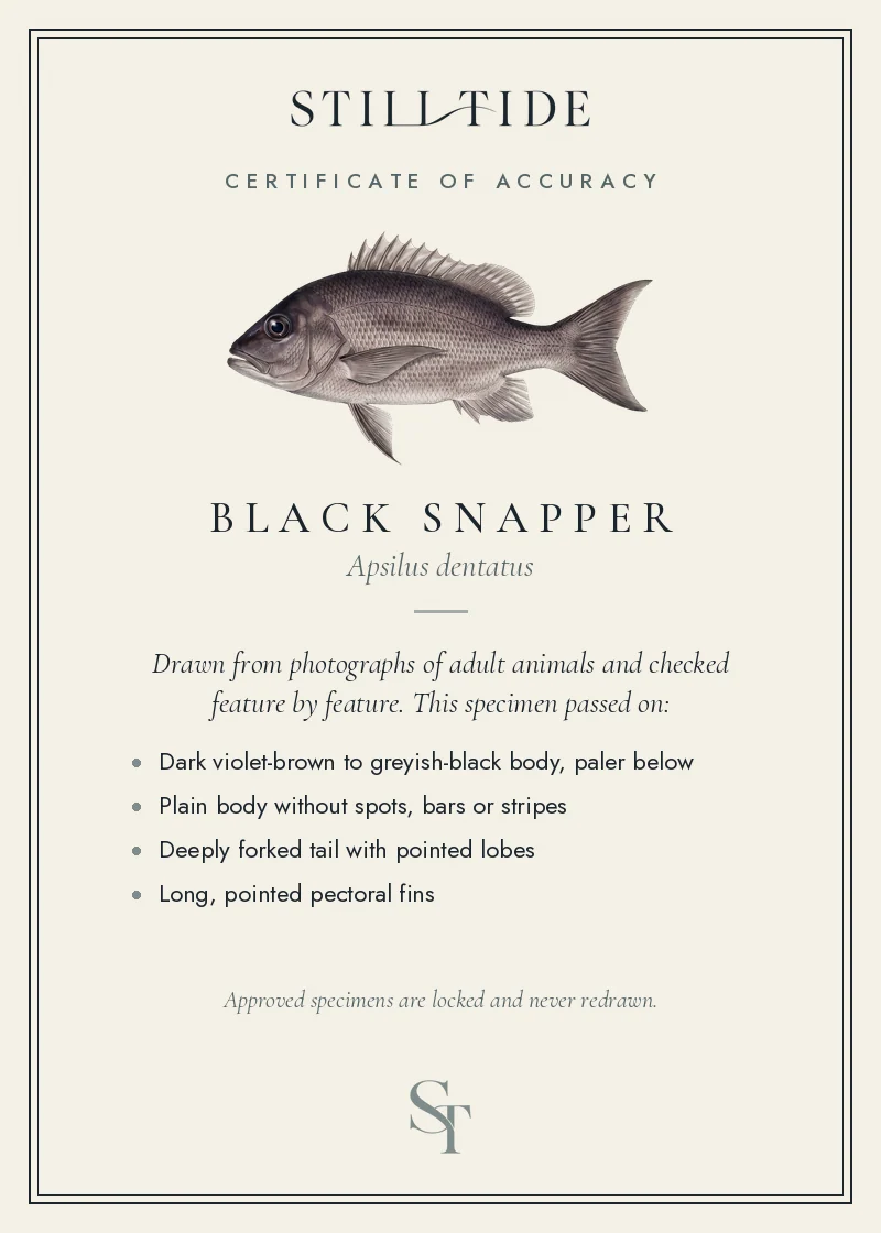 Certificate of accuracy for the Black Snapper, listing each verified feature