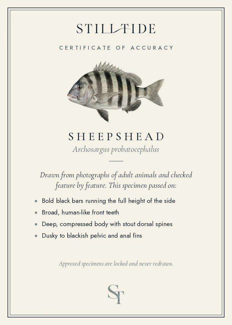 Certificate of accuracy for the Sheepshead, listing each verified feature