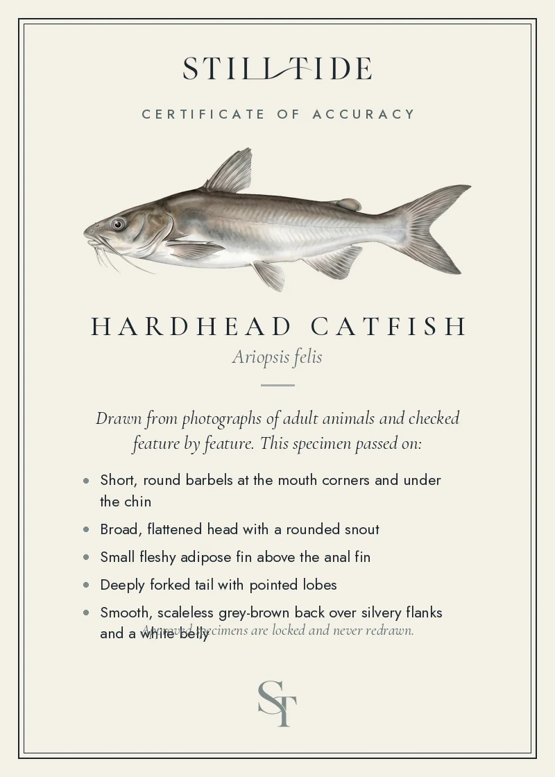 Certificate of accuracy for the Hardhead Catfish, listing each verified feature
