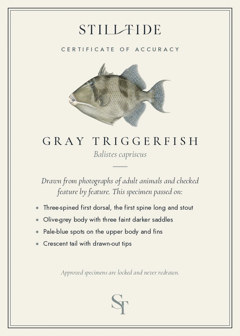 Certificate of accuracy for the Gray Triggerfish, listing each verified feature