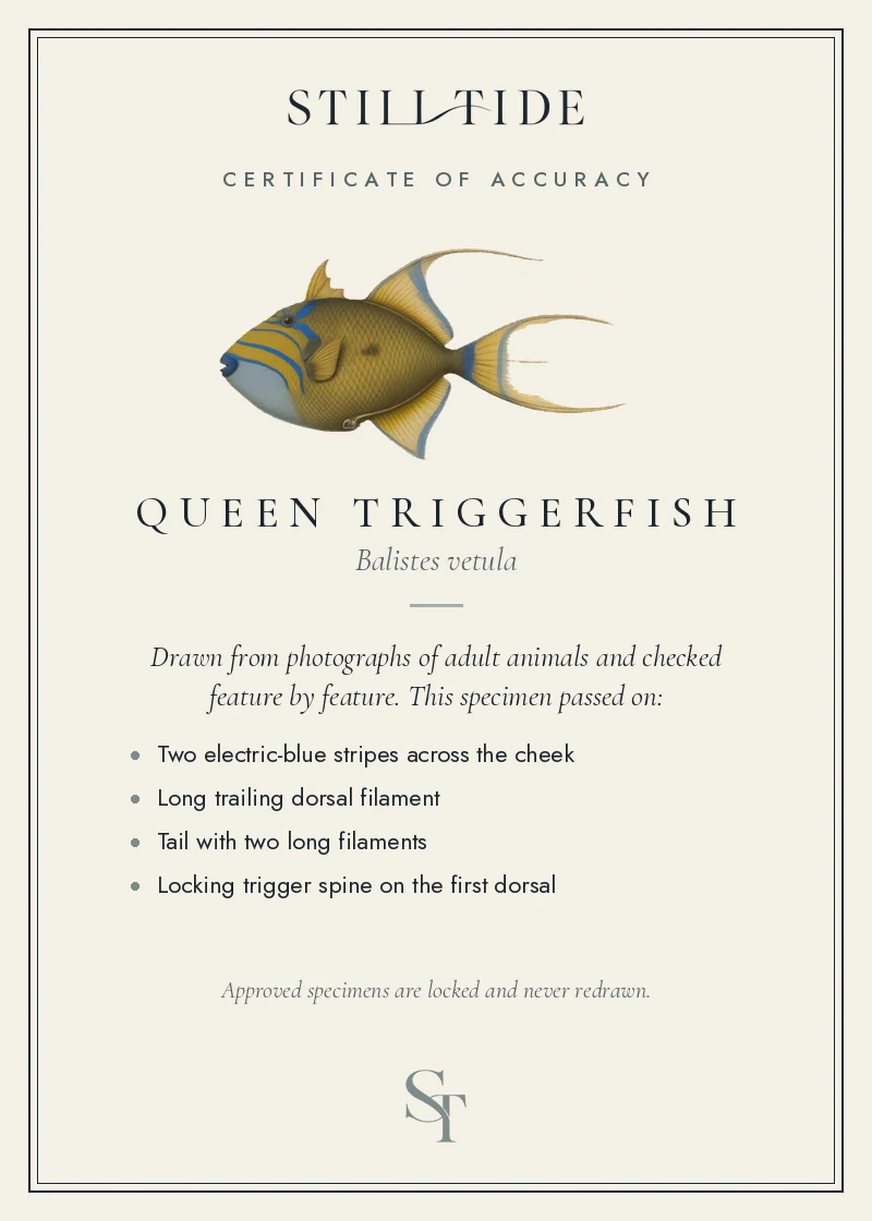 Certificate of accuracy for the Queen Triggerfish, listing each verified feature