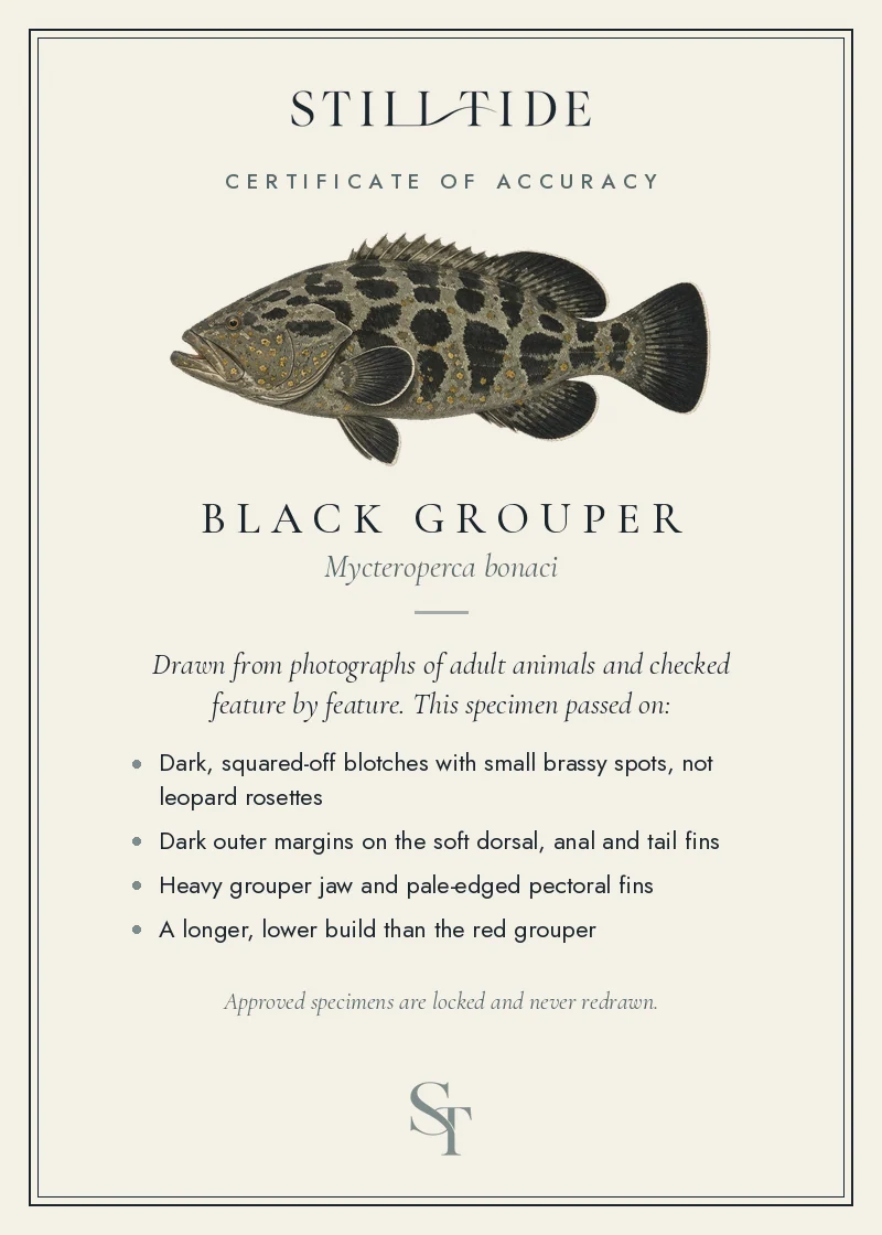Certificate of accuracy for the Black Grouper, listing each verified feature