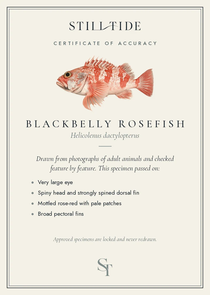 Certificate of accuracy for the Blackbelly Rosefish, listing each verified feature