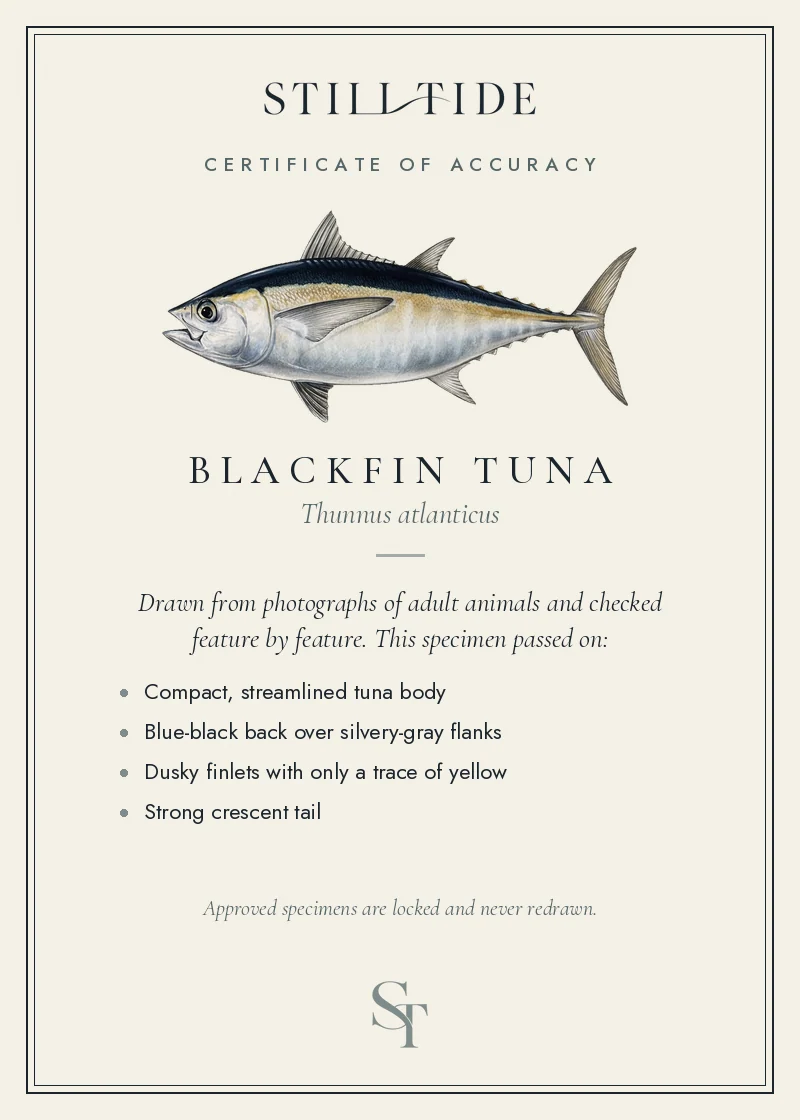 Certificate of accuracy for the Blackfin Tuna, listing each verified feature