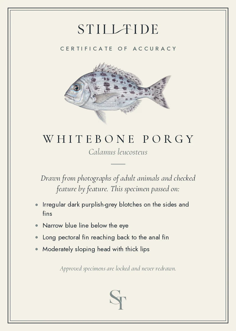 Certificate of accuracy for the Whitebone Porgy, listing each verified feature
