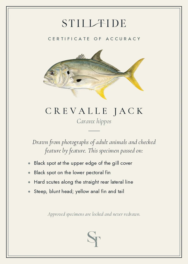 Certificate of accuracy for the Crevalle Jack, listing each verified feature