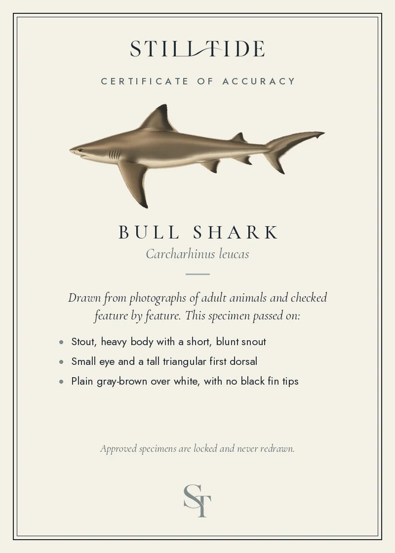 Certificate of accuracy for the Bull Shark, listing each verified feature