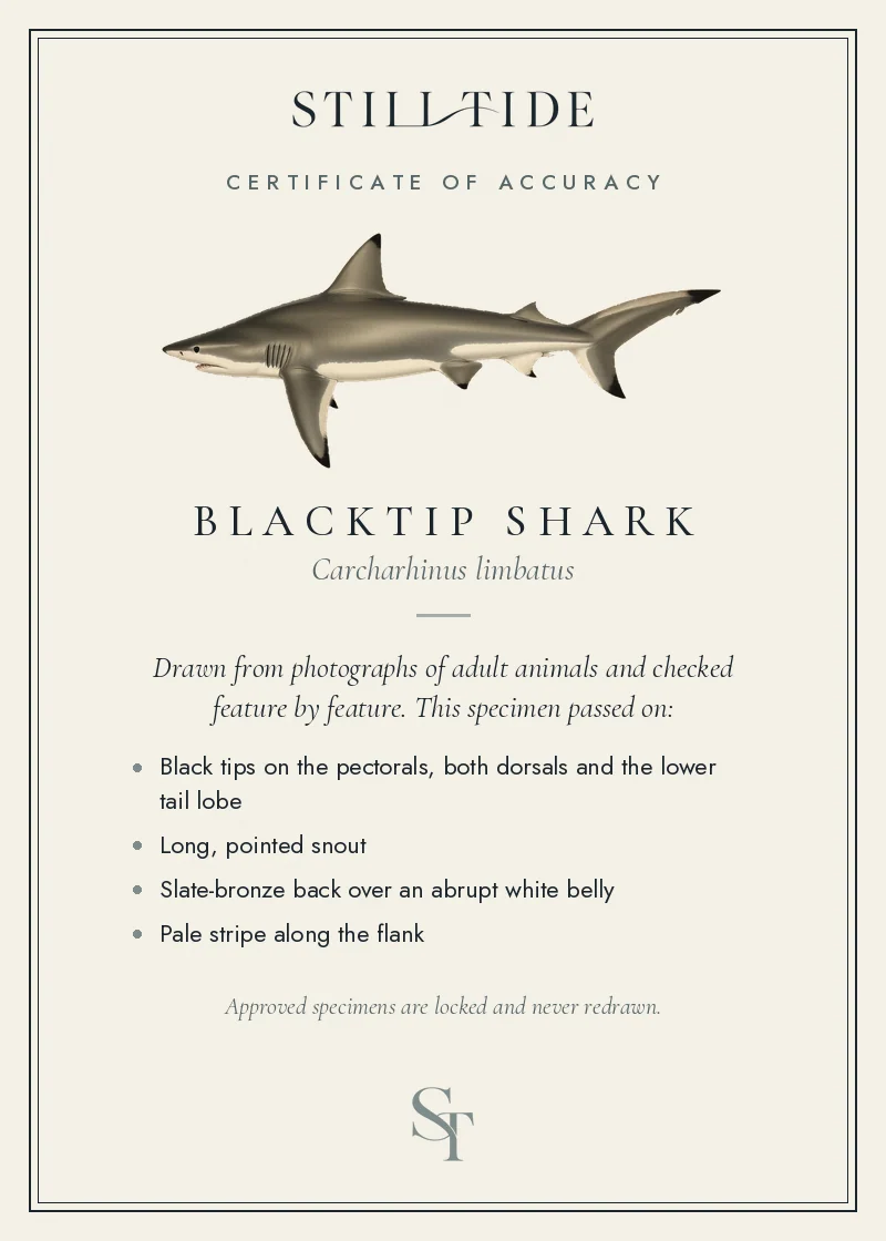 Certificate of accuracy for the Blacktip Shark, listing each verified feature