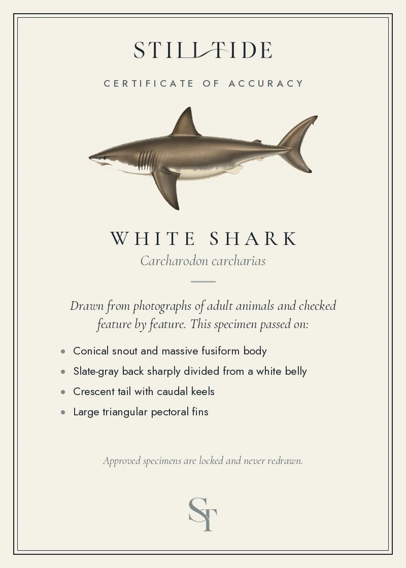 Certificate of accuracy for the White Shark, listing each verified feature