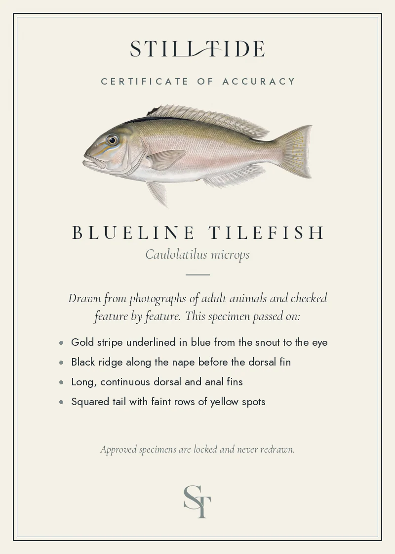 Certificate of accuracy for the Blueline Tilefish, listing each verified feature