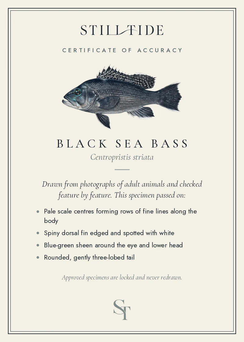 Certificate of accuracy for the Black Sea Bass, listing each verified feature