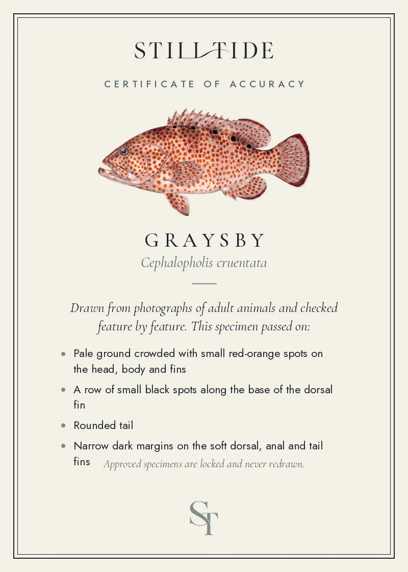 Certificate of accuracy for the Graysby, listing each verified feature