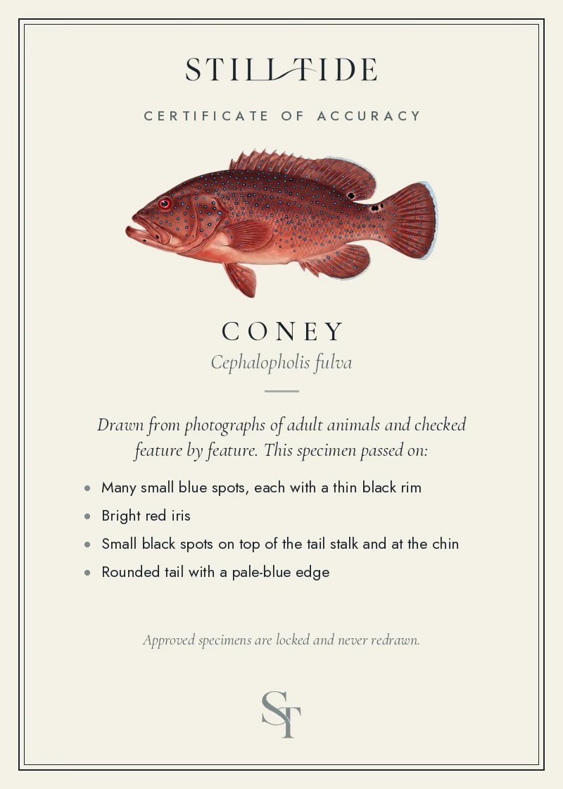 Certificate of accuracy for the Coney, listing each verified feature