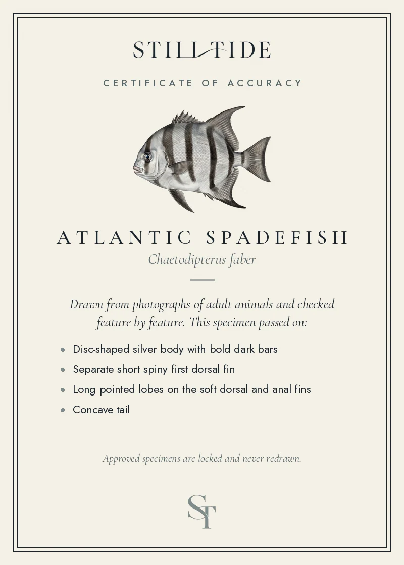 Certificate of accuracy for the Atlantic Spadefish, listing each verified feature