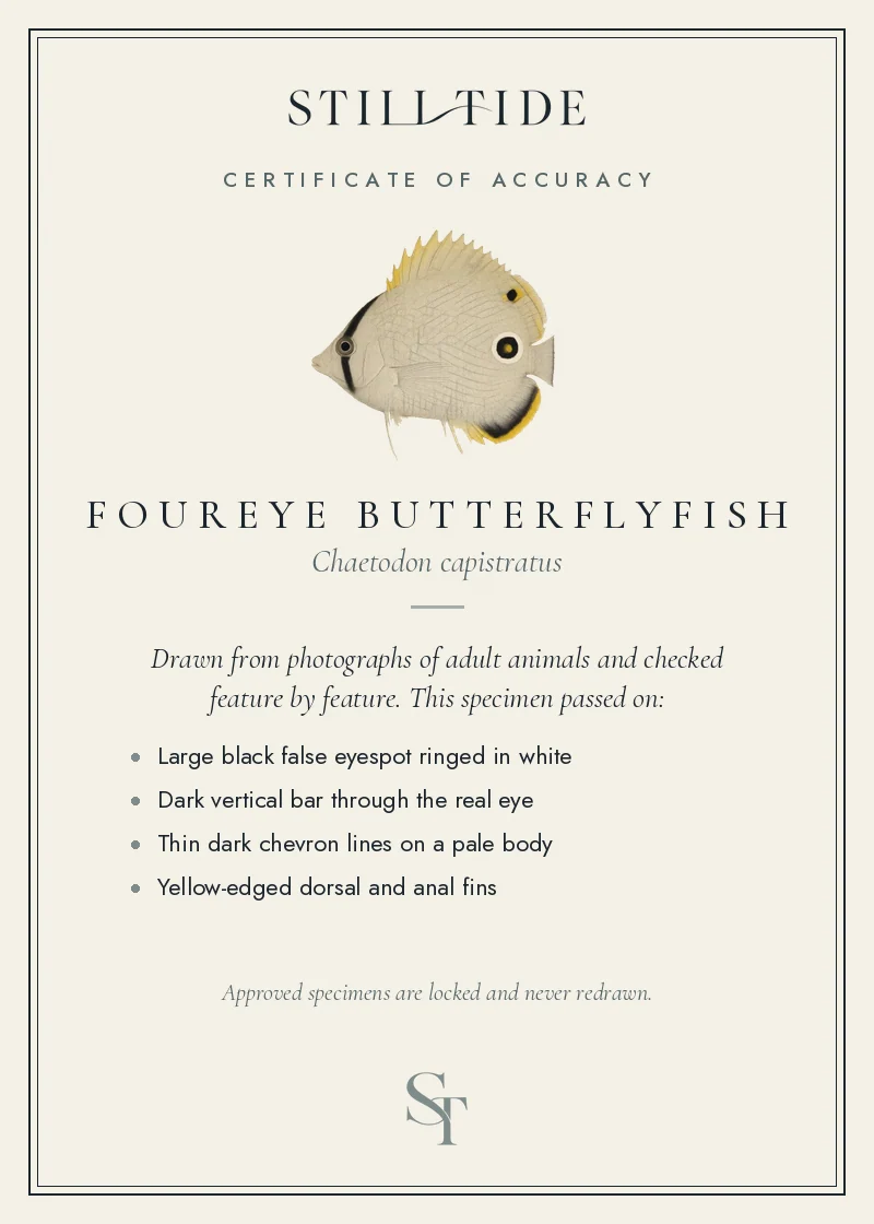 Certificate of accuracy for the Foureye Butterflyfish, listing each verified feature