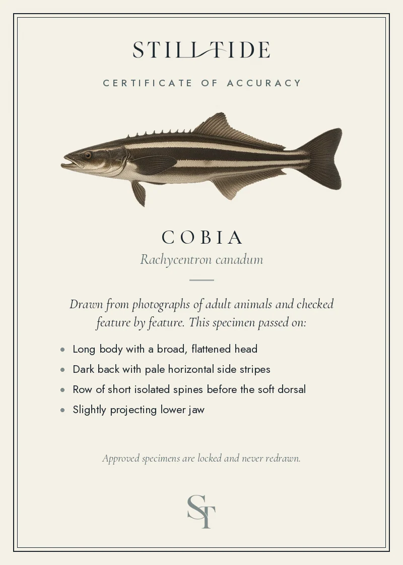 Certificate of accuracy for the Cobia, listing each verified feature