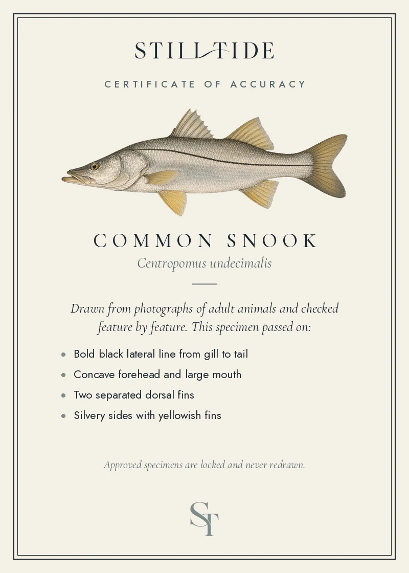Certificate of accuracy for the Common Snook, listing each verified feature
