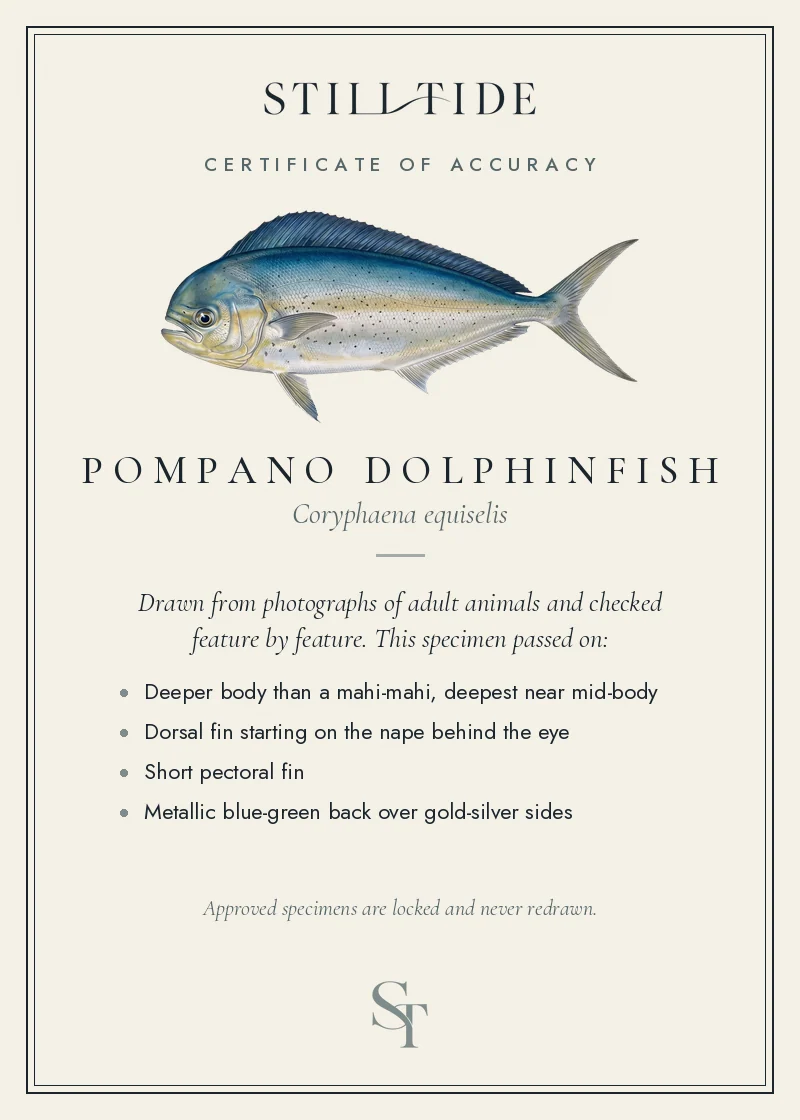 Certificate of accuracy for the Pompano Dolphinfish, listing each verified feature