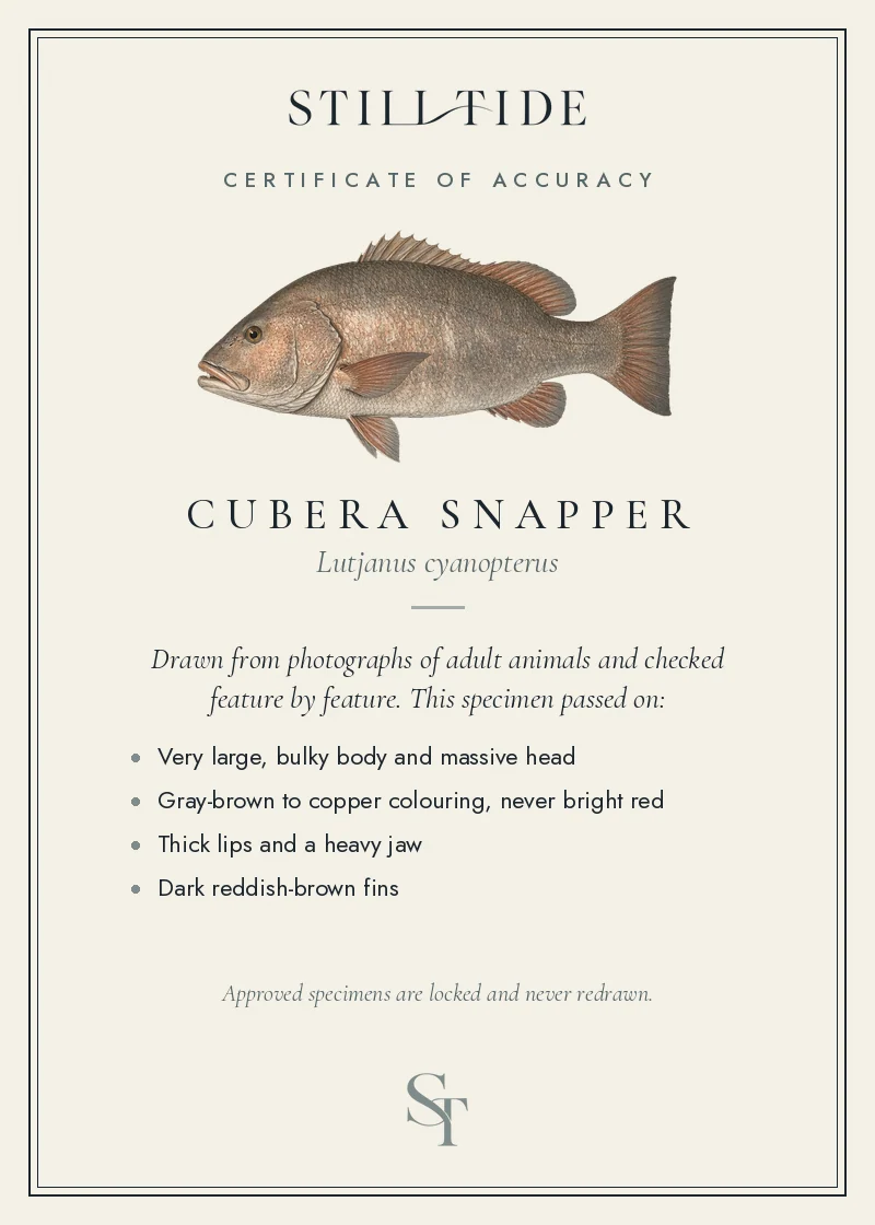 Certificate of accuracy for the Cubera Snapper, listing each verified feature