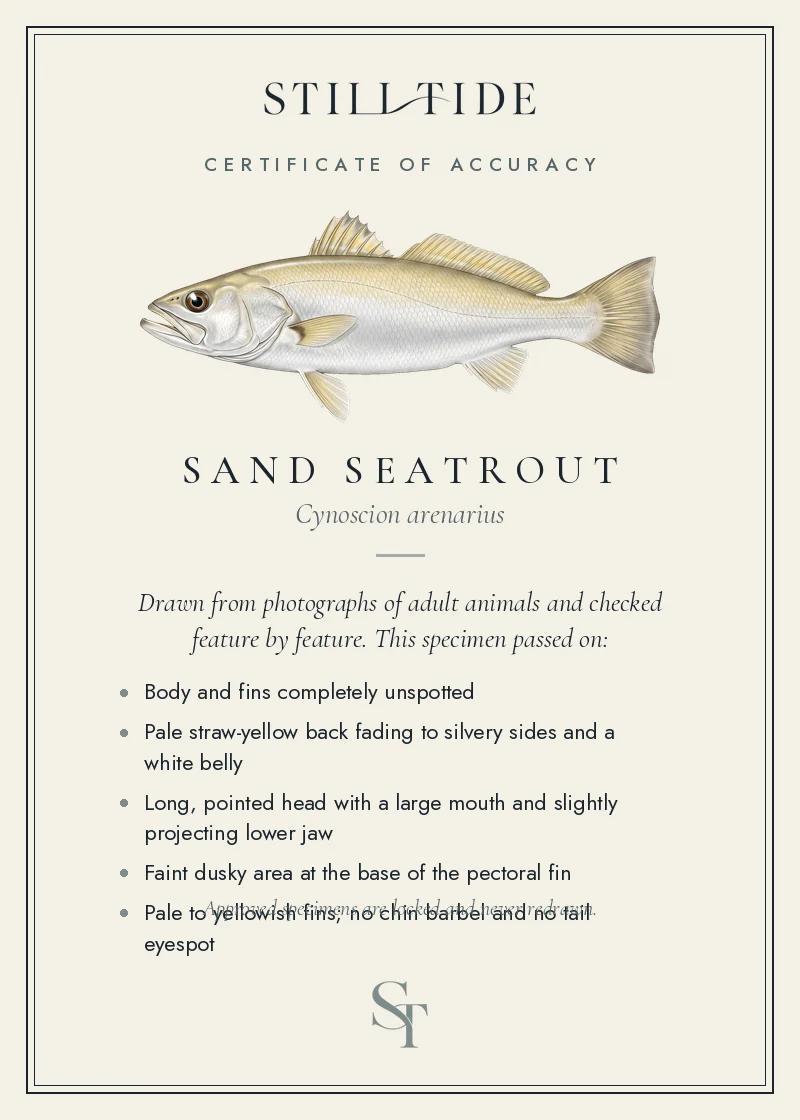 Certificate of accuracy for the Sand Seatrout, listing each verified feature