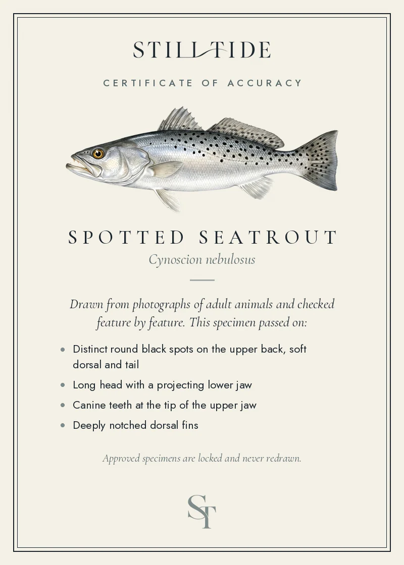 Certificate of accuracy for the Spotted Seatrout, listing each verified feature
