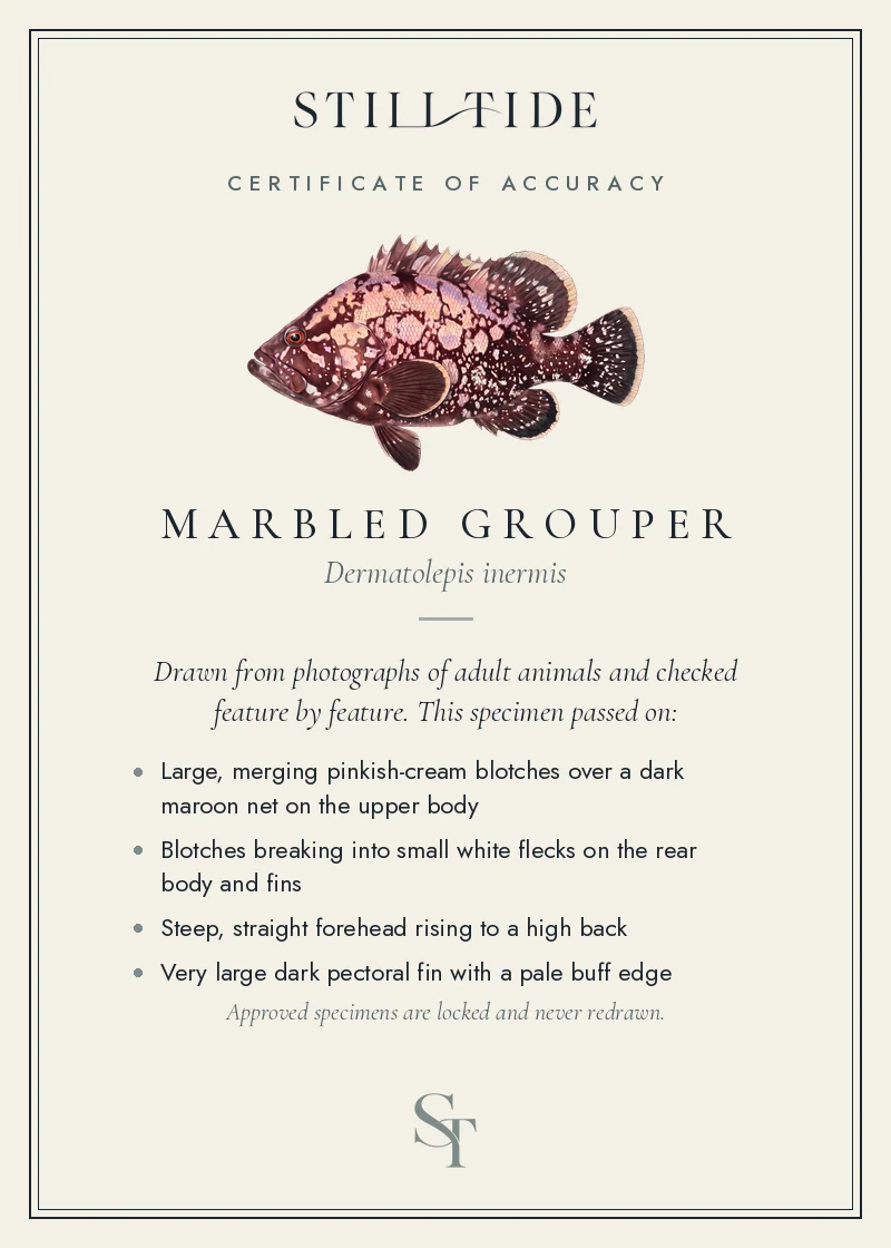 Certificate of accuracy for the Marbled Grouper, listing each verified feature