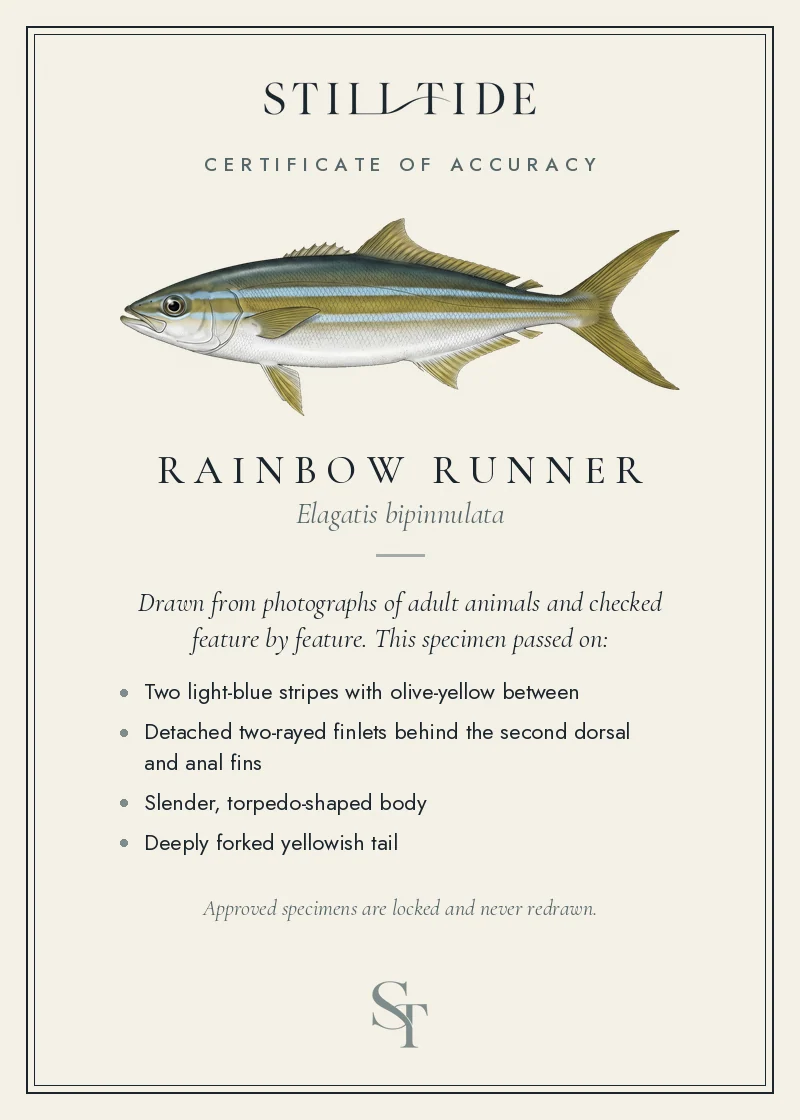 Certificate of accuracy for the Rainbow Runner, listing each verified feature