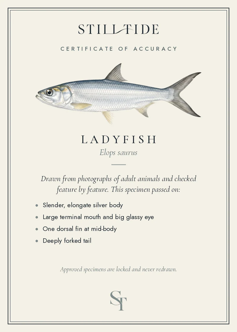 Certificate of accuracy for the Ladyfish, listing each verified feature