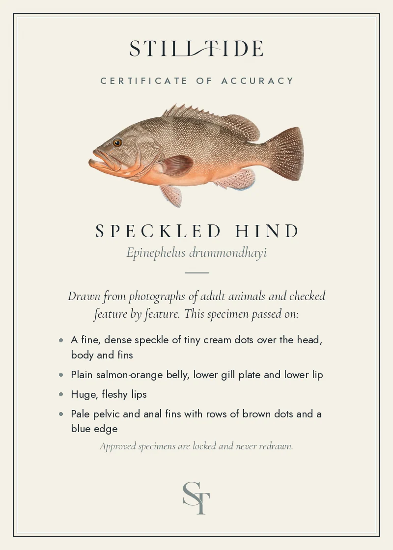 Certificate of accuracy for the Speckled Hind, listing each verified feature