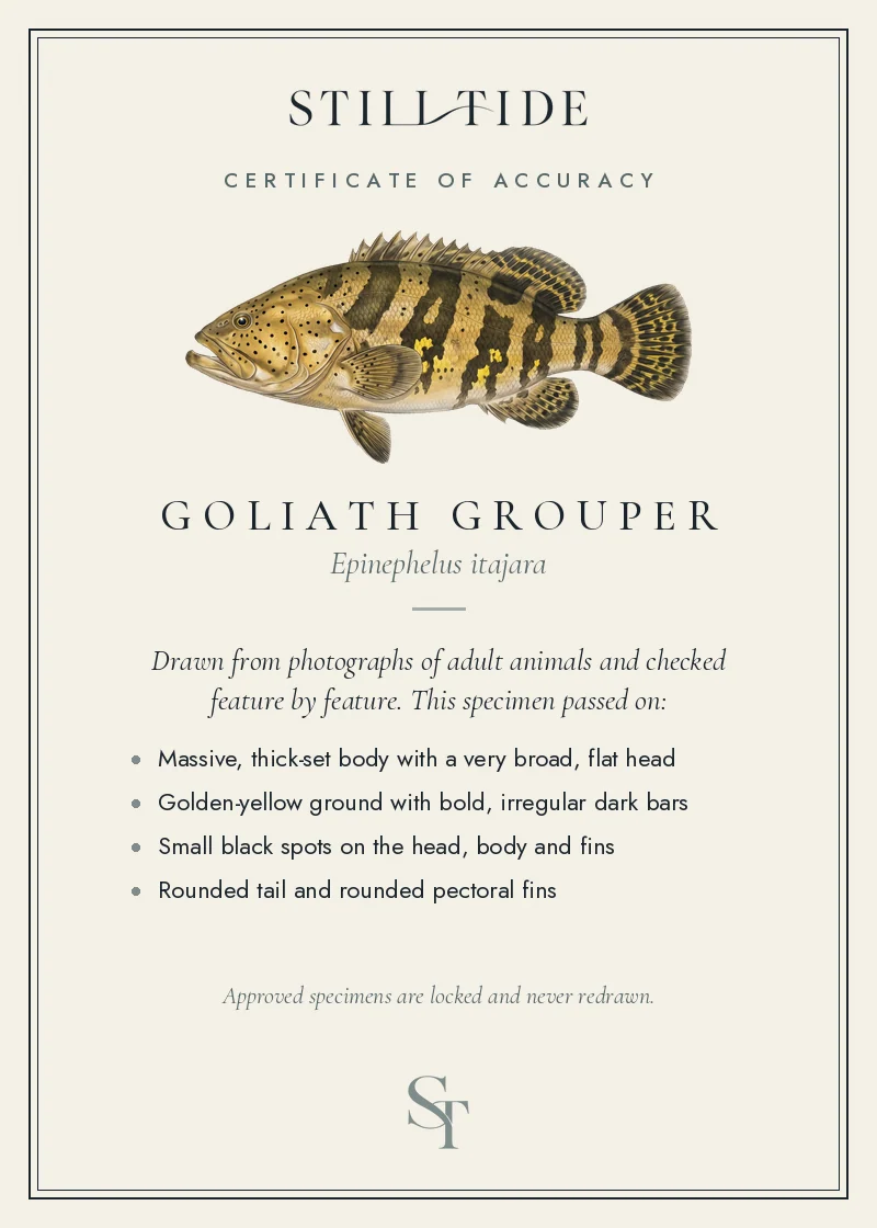 Certificate of accuracy for the Goliath Grouper, listing each verified feature