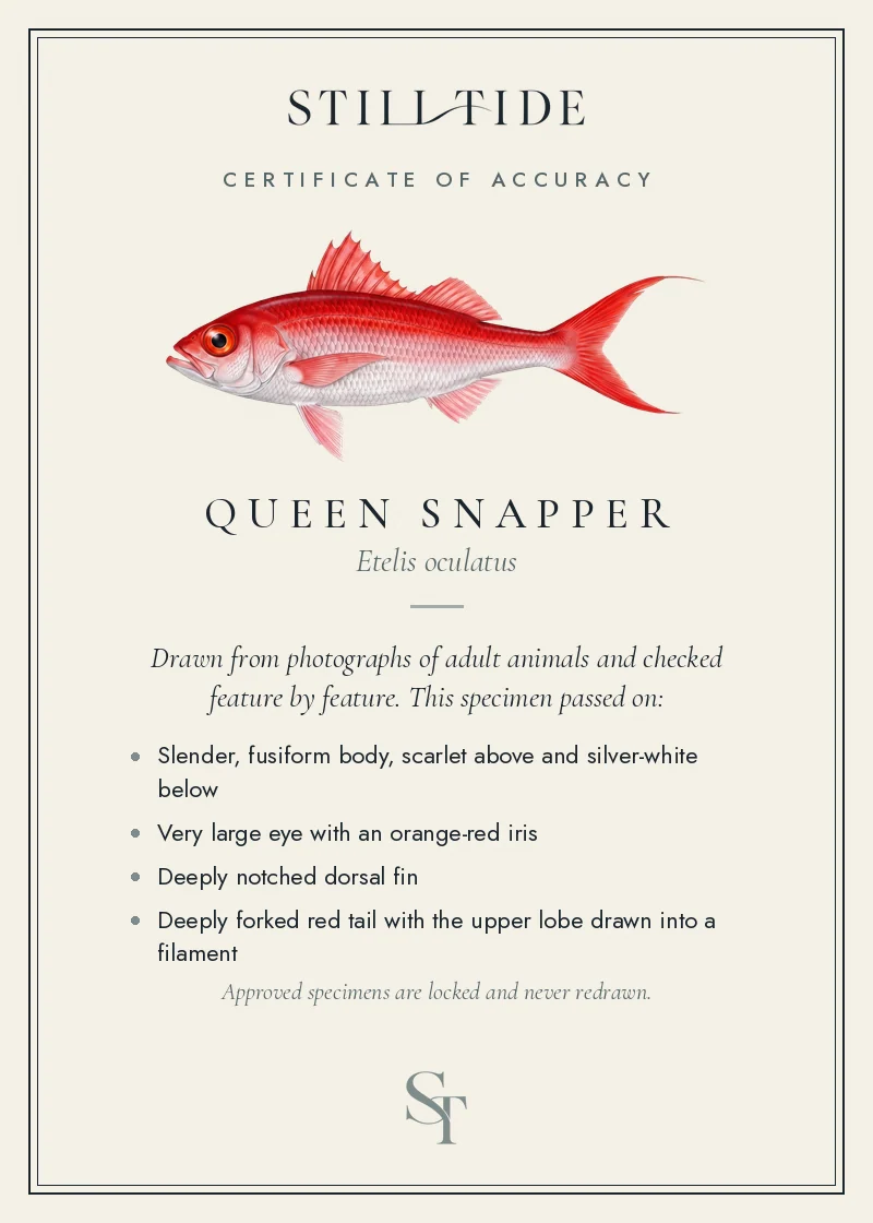 Certificate of accuracy for the Queen Snapper, listing each verified feature