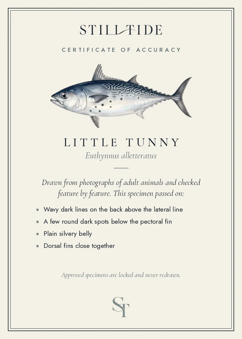 Certificate of accuracy for the Little Tunny, listing each verified feature