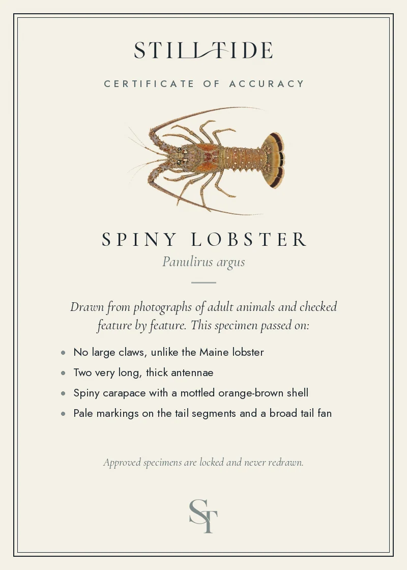 Certificate of accuracy for the Spiny Lobster, listing each verified feature