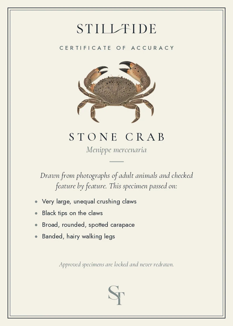 Certificate of accuracy for the Stone Crab, listing each verified feature