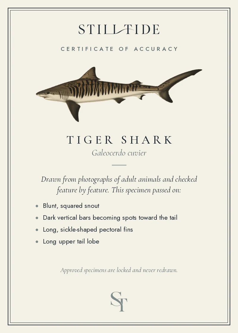 Certificate of accuracy for the Tiger Shark, listing each verified feature