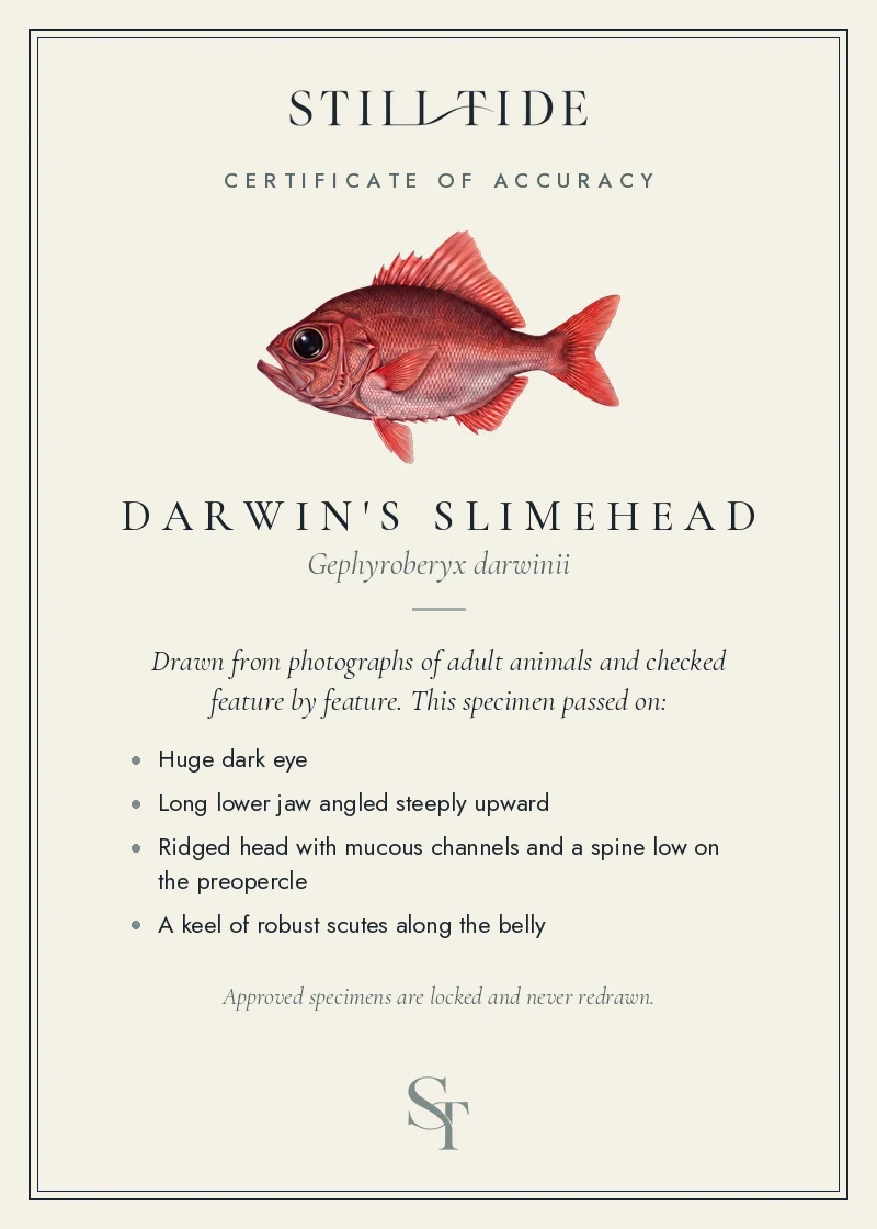 Certificate of accuracy for the Darwin's Slimehead, listing each verified feature
