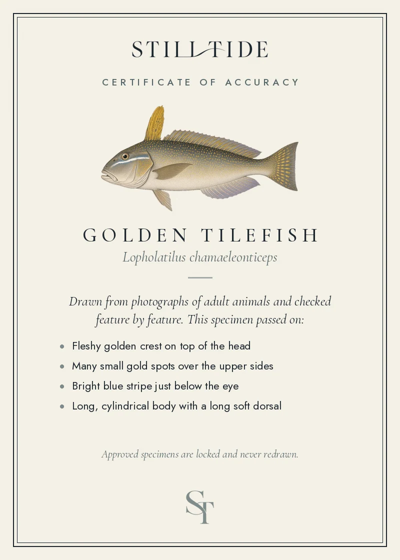 Certificate of accuracy for the Golden Tilefish, listing each verified feature