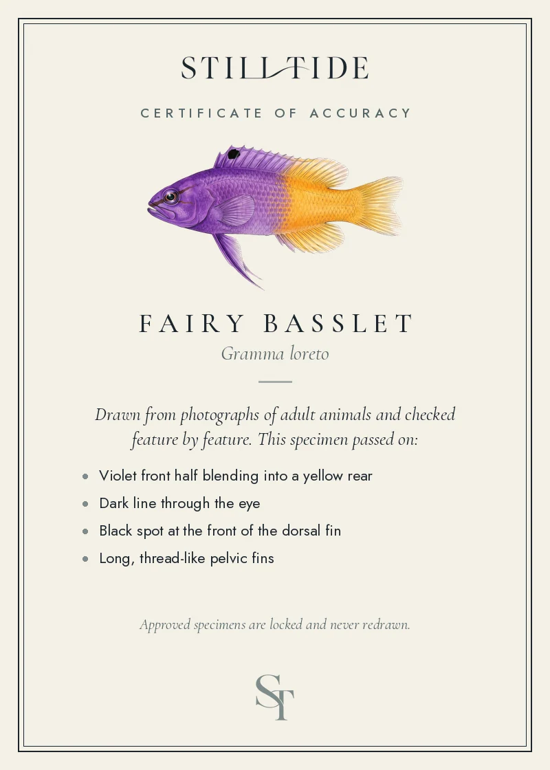 Certificate of accuracy for the Fairy Basslet, listing each verified feature