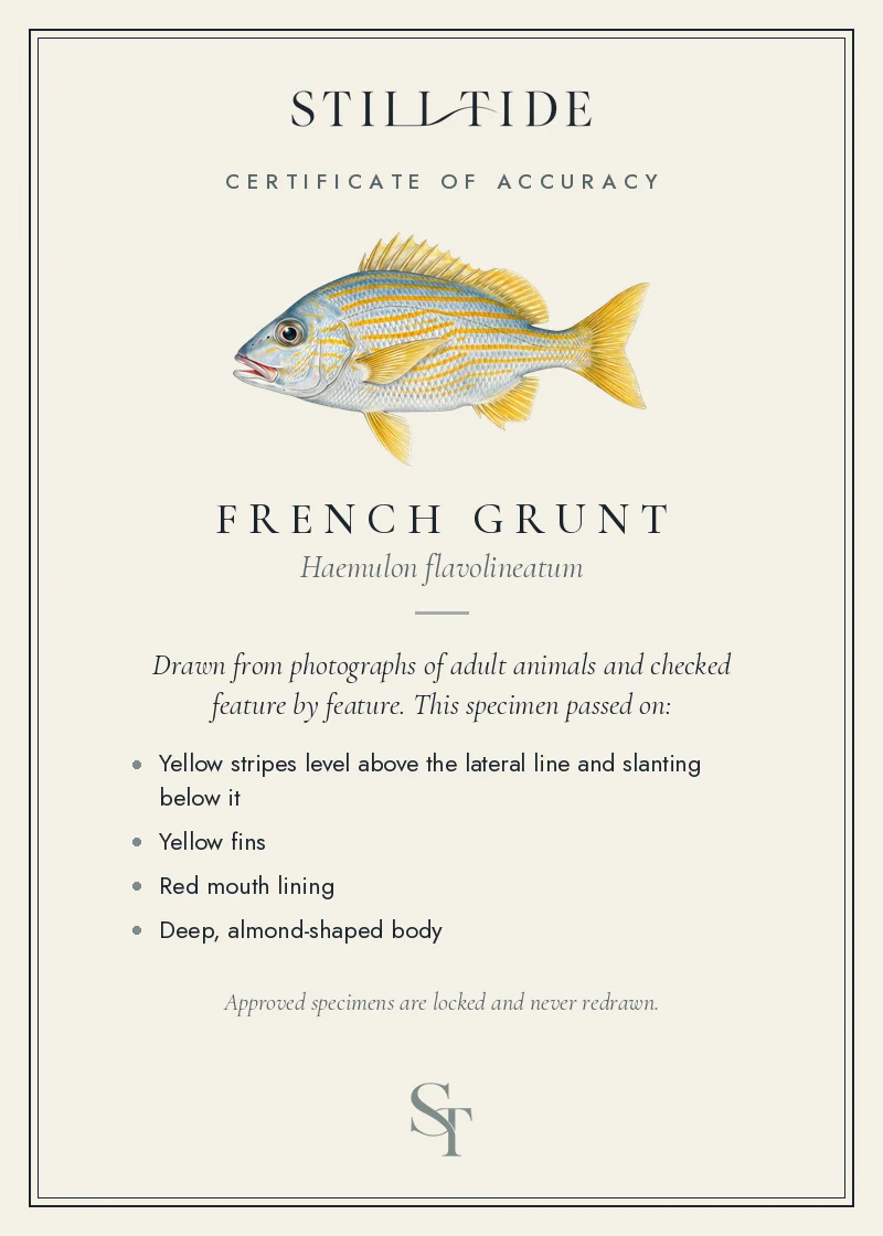 Certificate of accuracy for the French Grunt, listing each verified feature
