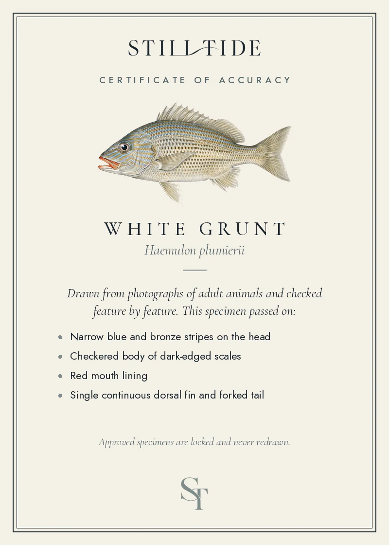 Certificate of accuracy for the White Grunt, listing each verified feature