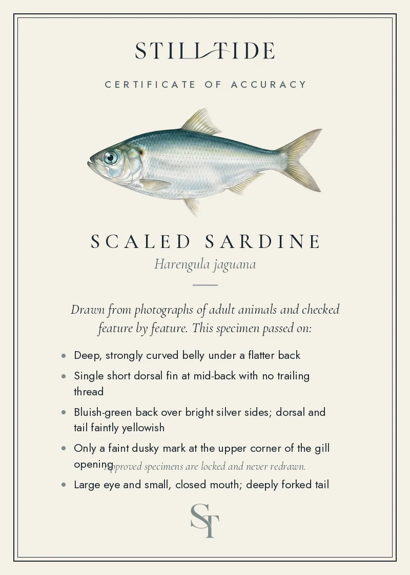 Certificate of accuracy for the Scaled Sardine, listing each verified feature