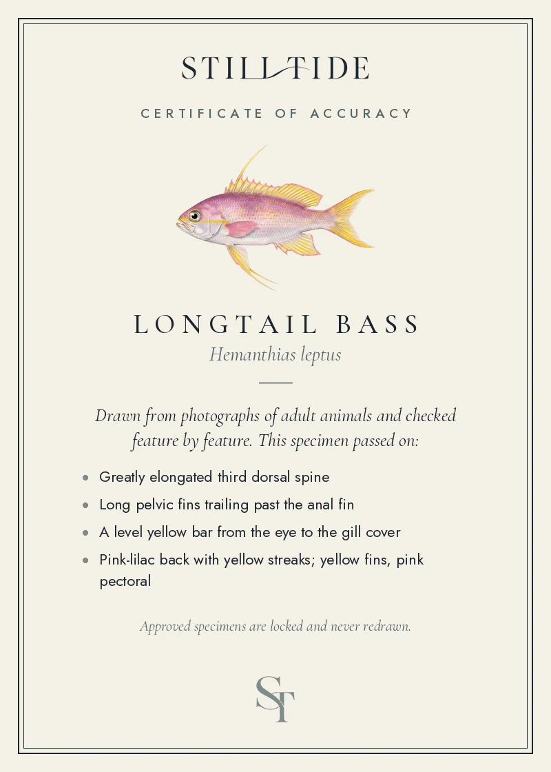 Certificate of accuracy for the Longtail Bass, listing each verified feature