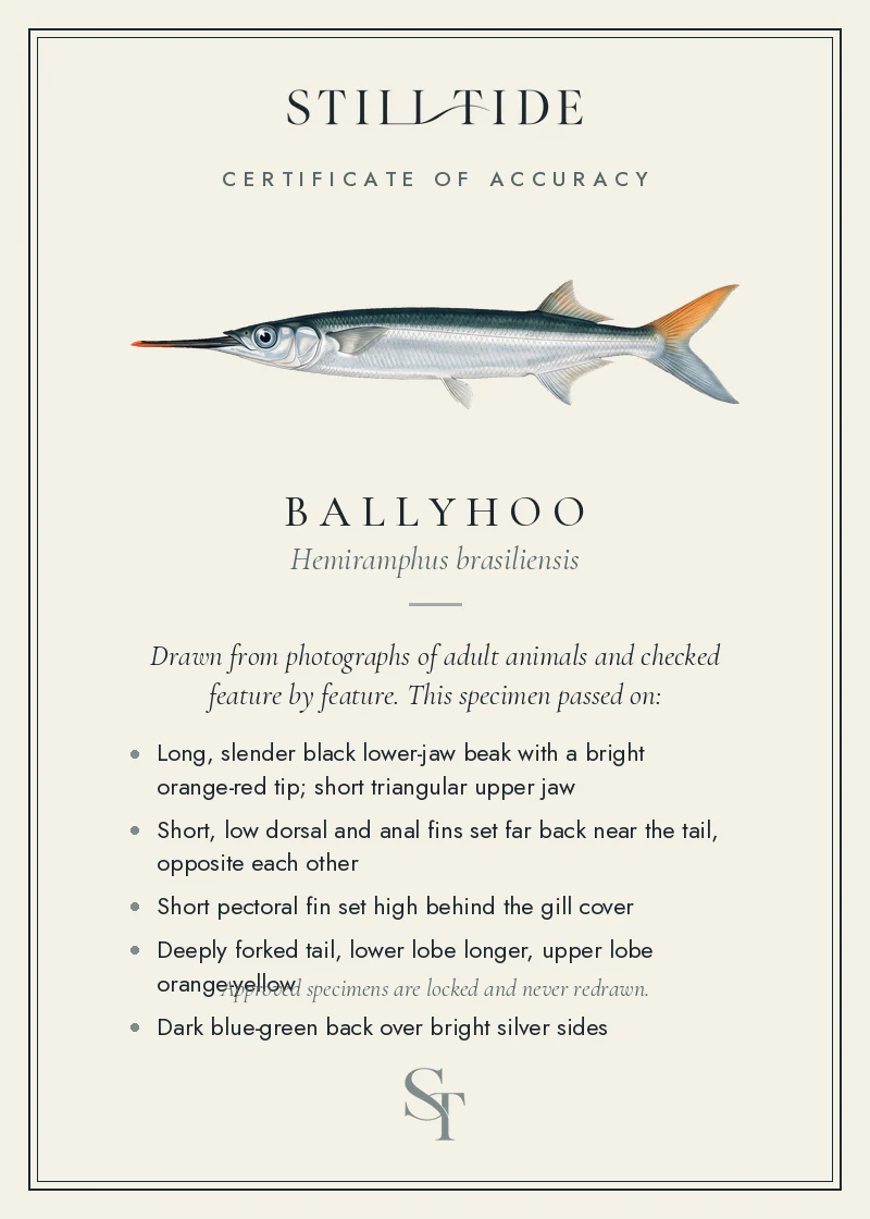 Certificate of accuracy for the Ballyhoo, listing each verified feature