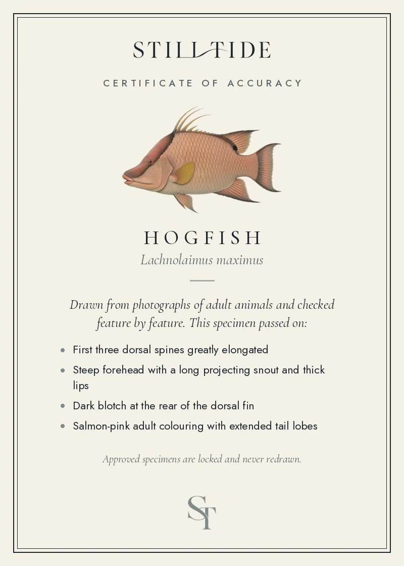 Certificate of accuracy for the Hogfish, listing each verified feature