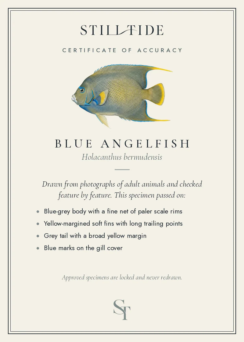 Certificate of accuracy for the Blue Angelfish, listing each verified feature